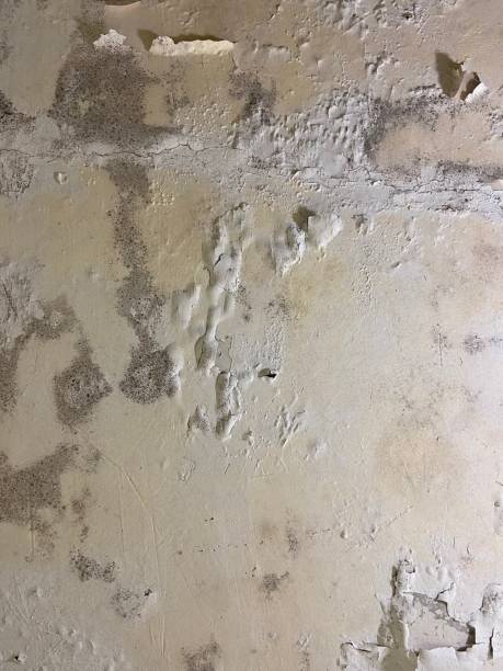 Professional Mold Remediation in Franklin, NH