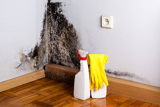 Professional Mold Remediation in Franklin, NH
