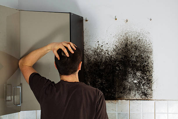 Best White Mold Remediation in Franklin, NH