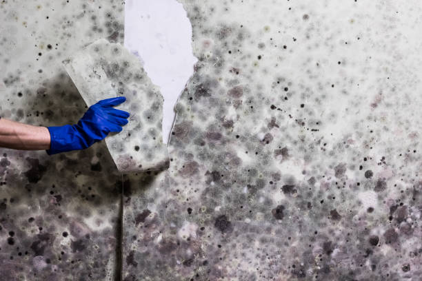 Best HVAC Mold Remediation in Franklin, NH
